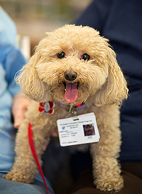 Pet therapy dog Wendy eagerly awaits visitors.